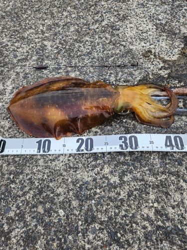ミズイカの釣果