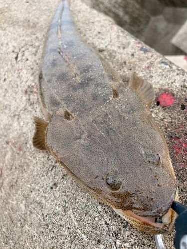 マゴチの釣果