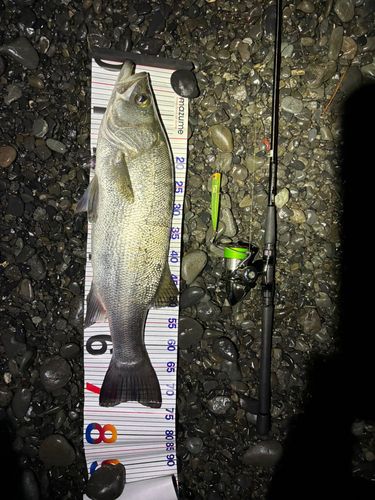 ヒラスズキの釣果