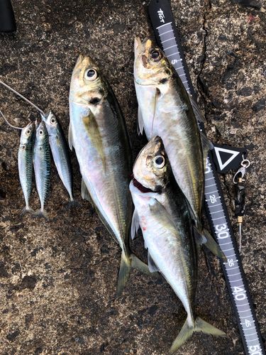 アジの釣果