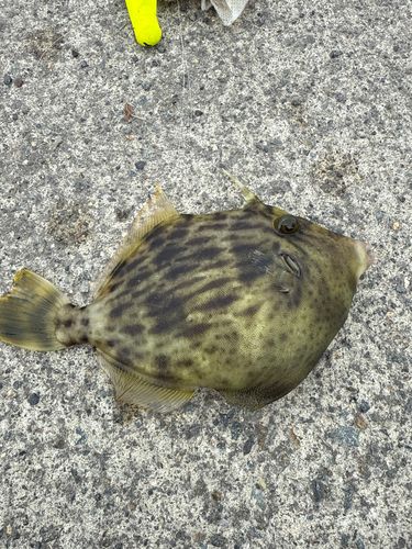 カワハギの釣果