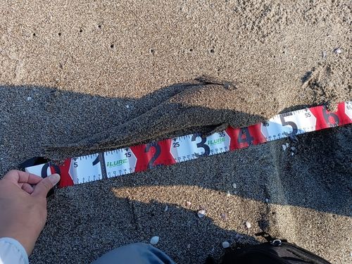 マゴチの釣果