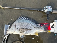 キビレの釣果