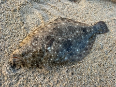 ヒラメの釣果