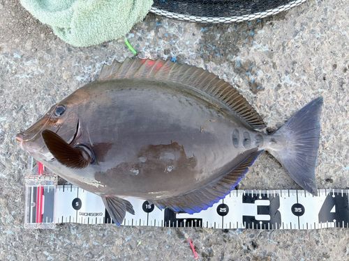 ニザダイの釣果