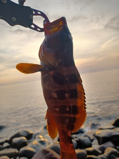アカハタの釣果