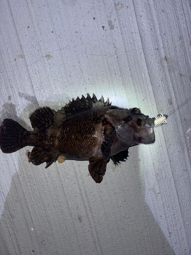 アイナメの釣果