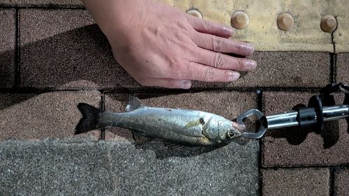 シーバスの釣果