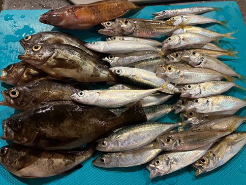 アジの釣果