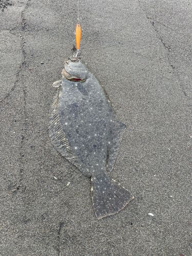 ヒラメの釣果
