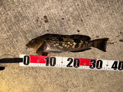 アイナメの釣果