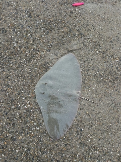 ツバクロエイの釣果