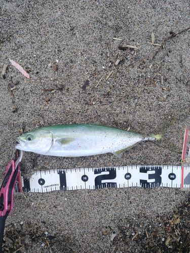 ワカシの釣果