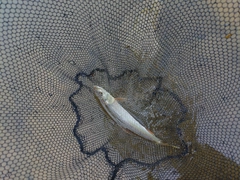 ハスの釣果