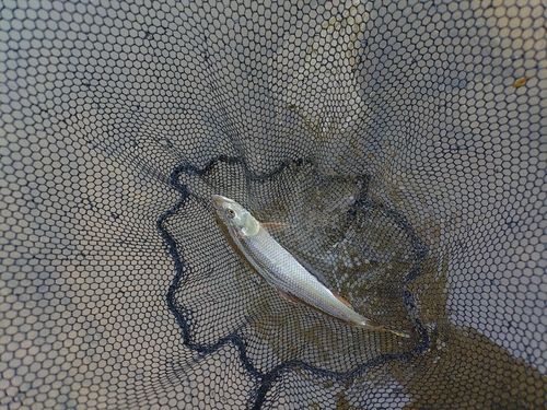 ハスの釣果