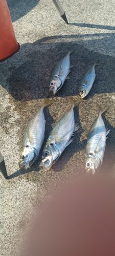 マアジの釣果