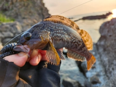 アイナメの釣果