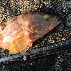 キジハタの釣果