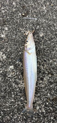 シロギスの釣果