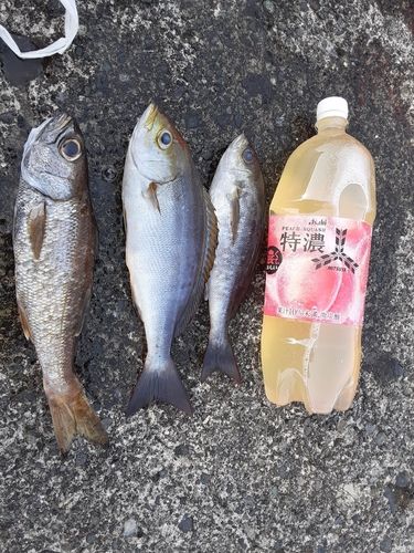 イサキの釣果
