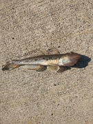 ハゼの釣果