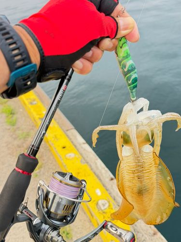アオリイカの釣果