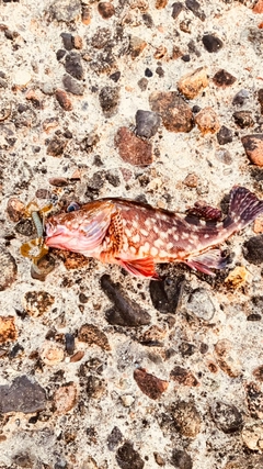 カサゴの釣果