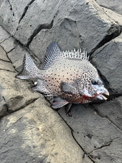 イシガキダイの釣果