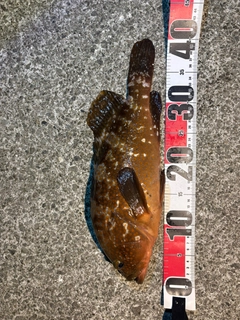 キジハタの釣果