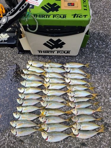 アジの釣果
