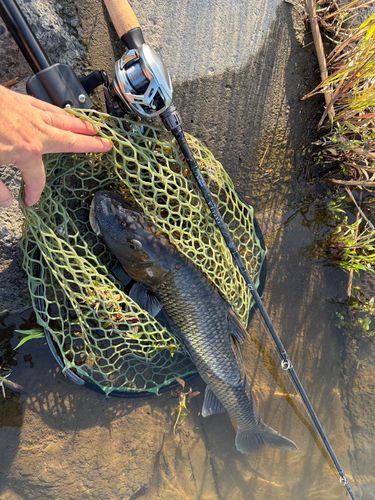 ニゴイの釣果