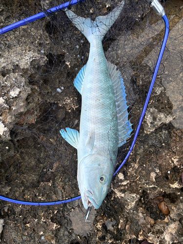 アオチビキの釣果