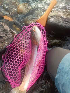 ニジマスの釣果