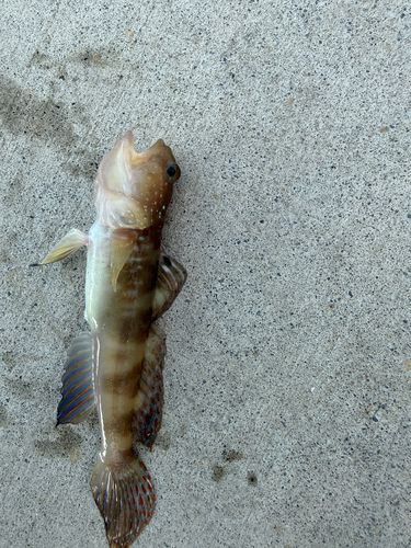 イトヒキハゼの釣果