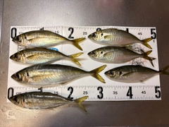 マアジの釣果