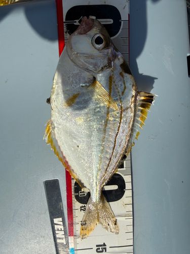 ヒイラギの釣果