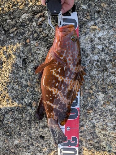キジハタの釣果