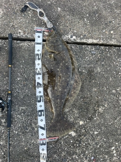 ヒラメの釣果