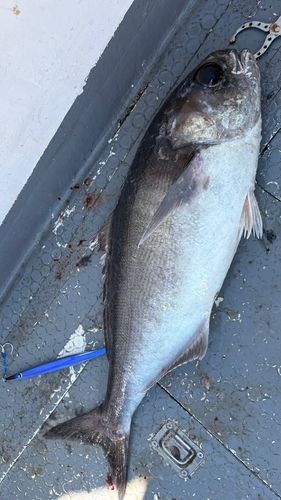メダイの釣果