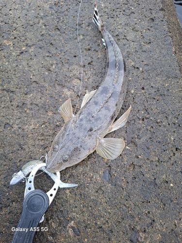 マゴチの釣果
