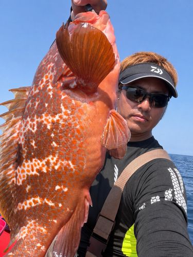 キジハタの釣果
