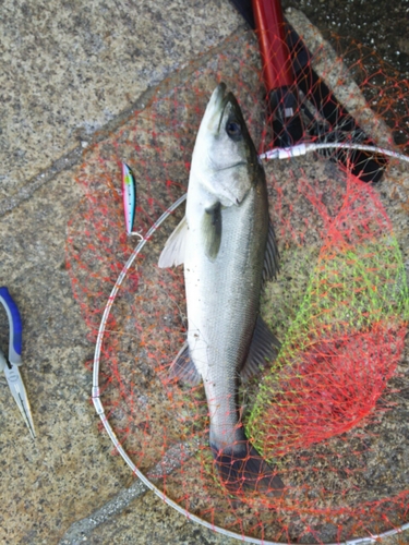 フッコ（マルスズキ）の釣果