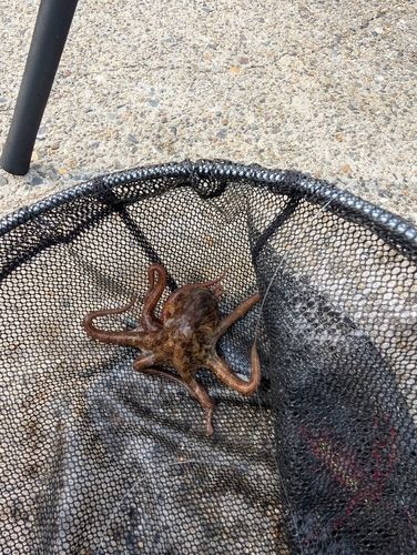 タコの釣果