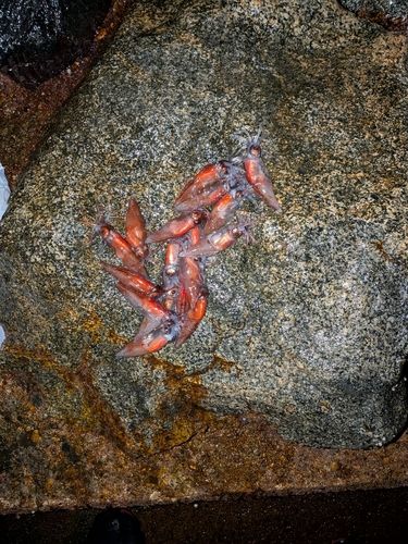 ホタルイカの釣果