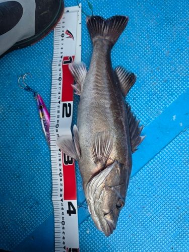 アラの釣果