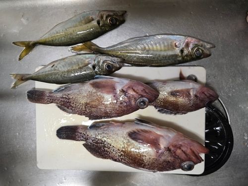 アジの釣果