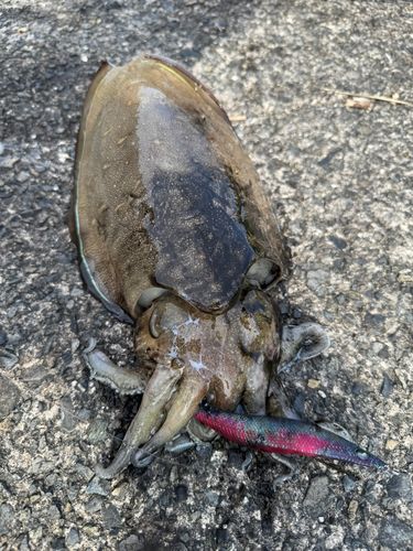 コウイカの釣果