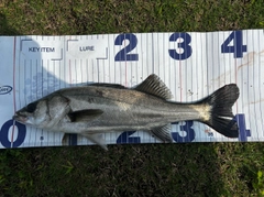 フッコ（マルスズキ）の釣果