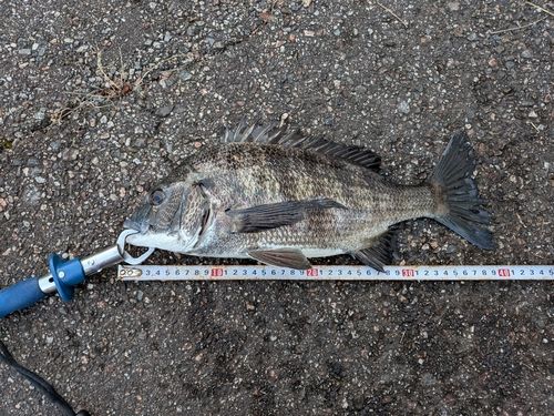 クロダイの釣果