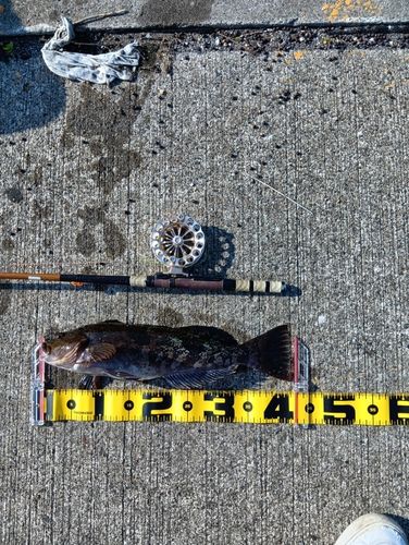 アイナメの釣果